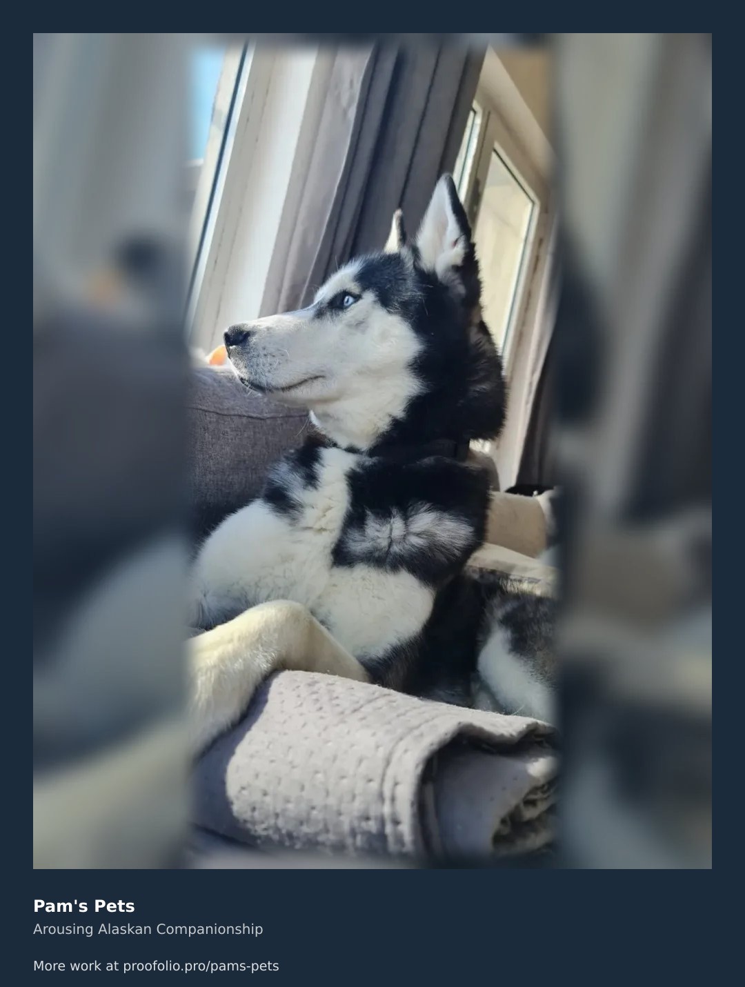 This husky's conqueror of cozy afternoons, nailing that 'do nothing yet look like you're working' vibe perfectly. Contemplating the next adventure? ๐ณ #naturegazer #huskyhumor
https://proofolio.pro/pams-pets