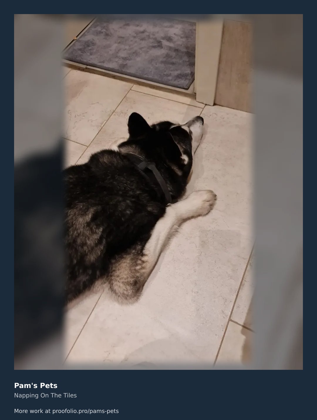 Caught this adorable dog taking a well-deserved rest after an energetic walk around Truro. Just look at that contented expression! #DogwalkerTruro #HappyPets https://proofolio.pro/pams-pets