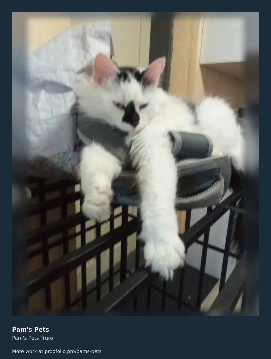 Is there anything better than a sleepy afternoon? ๐ค We caught this fluffy friend enjoying some serious downtime in their favorite spot. Whether it's high-energy walks for the dogs or quiet companionship for the cats, we make sure every pet is comfortable and happy while you're away. Check out our full portfolio and request a free quote today! #petsitting #pamspets #petcare https://proofolio.pro/pams-pets
