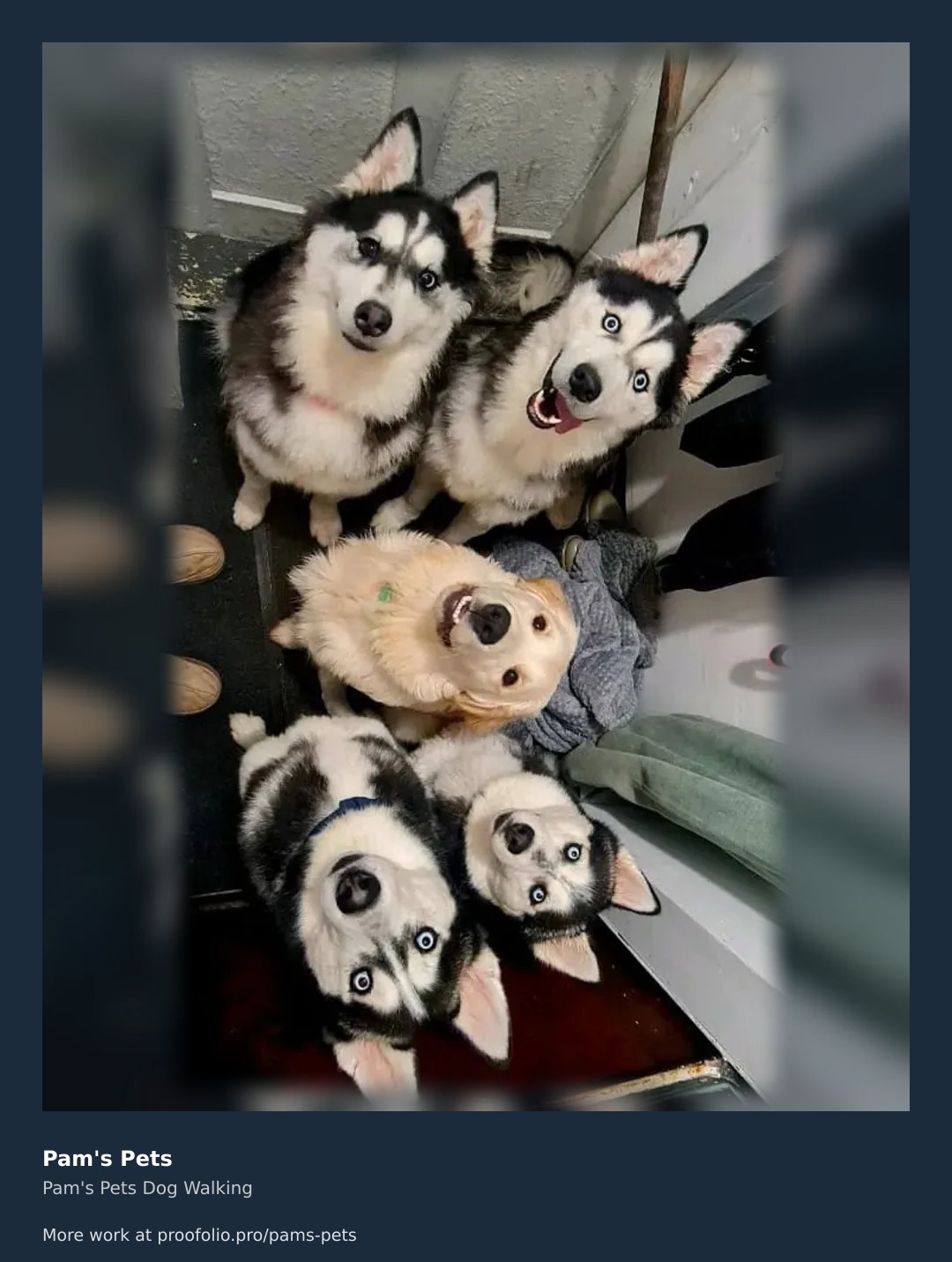 Is there anything better than this many eager faces looking up at you? We had a full house today with four very happy pupsโthree huskies and one golden friendโall ready for their next adventure. This crew definitely knows how to make a dog walker feel like a celebrity! Whether it's group walks or one-on-one attention, we treat your pets like family. Check out our full portfolio and request a free quote to get on our schedule. ๐ถโจ #dogwalking #petsitting #dogsofinstagram https://proofolio.pro/pams-pets