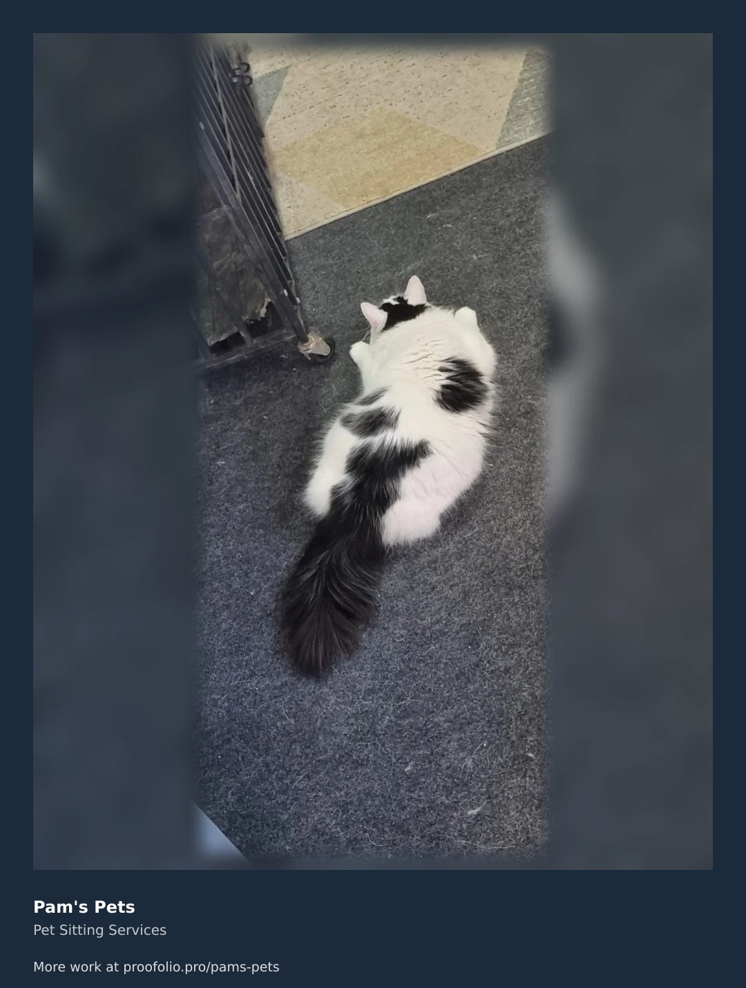 There is nothing quite like a fluffy, patterned tail to brighten the day! ๐ This sweet cat is perfectly content while we look after things. Whether it's a high-energy walk or a cozy afternoon sitting, we treat your pets like our own. Check out our full portfolio and request a free quote today! #petsitting #petcare #catsofinsta https://proofolio.pro/pams-pets