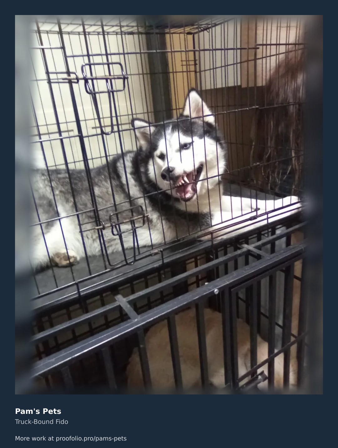 Meet Truro's most dedicated guardian with a growl that could scare off any squirrel or squirrelly antics! This husky's mastered the art of cage-stare-level protection. Whether he's on a walk or keeping watch during a pet sitting stay, you can trust this furry friend to guard your home like it's his own. Study his caged prowl, book a free quote and see how Pam's Pets can bring this level of canine loyalty to your doorstep. https://proofolio.pro/pams-pets