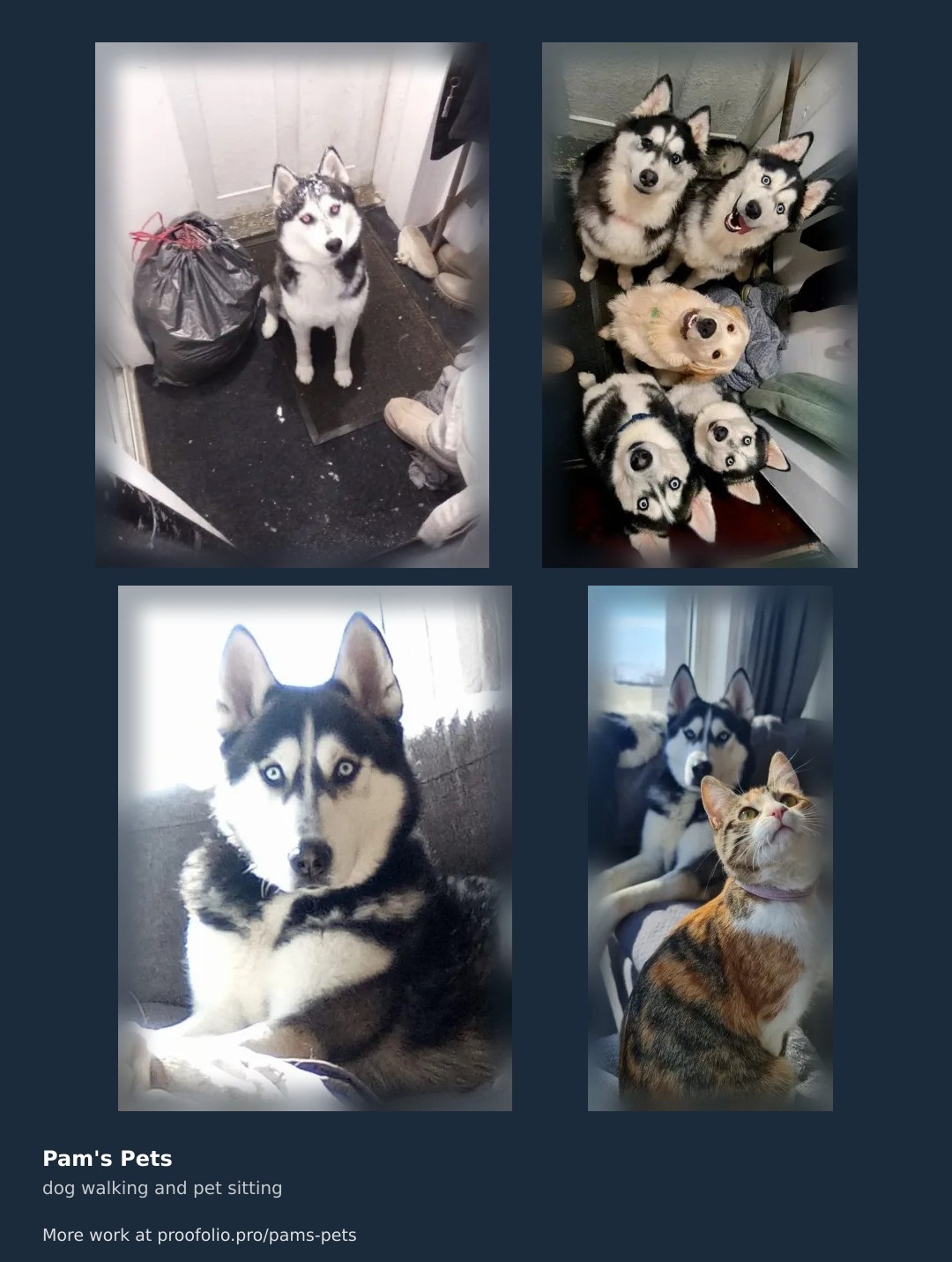 dog walking and pet sitting