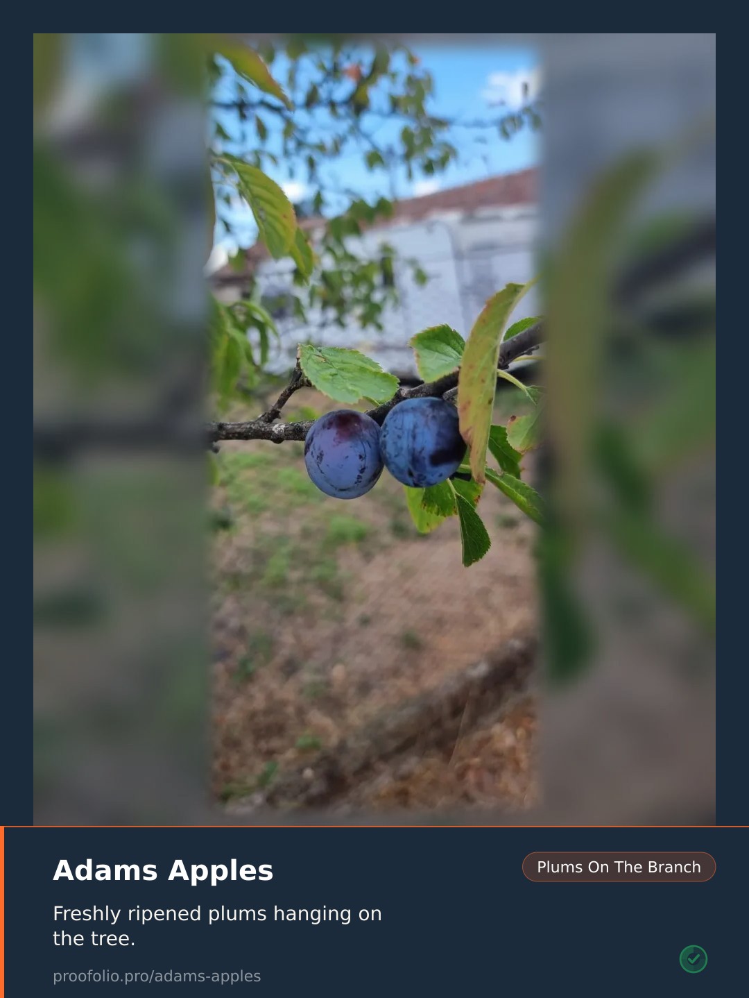Two ripe plums hang from a tree branch surrounded by green leaves.
