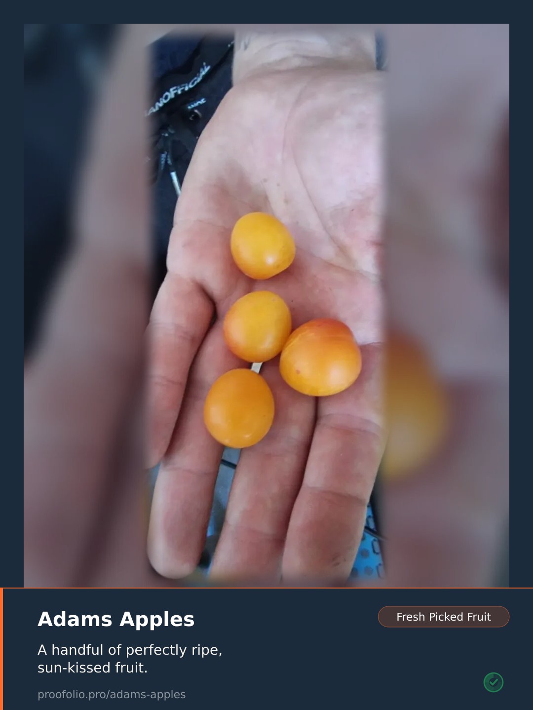 A person's open hand holding four small, round, golden-orange fruits.
